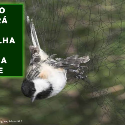 Deus o livrará da armadilha e da doença