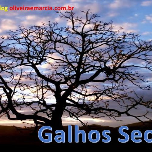 Galhos secos (vídeo)