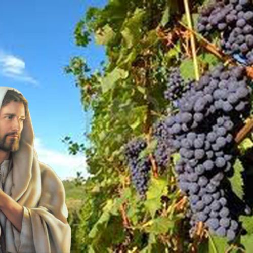 Jesus é a videira (vídeo)