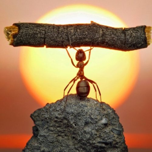 Perseverança (texto)