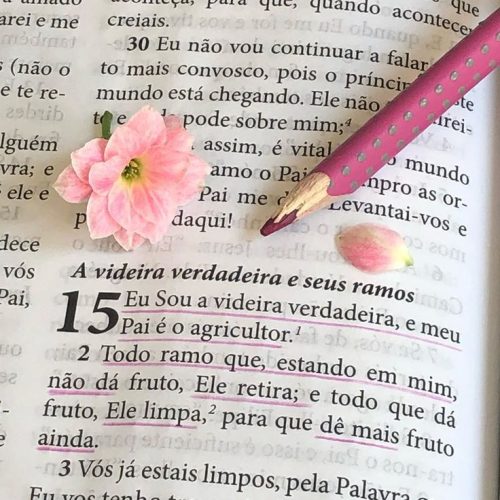 A videira e os ramos (vídeo)